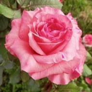 Роза чайно-гибридная Артур Рэмбо (Arthur Rimbaud)